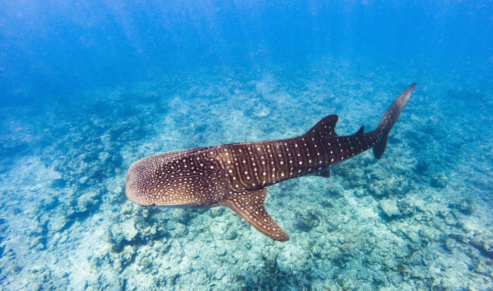 The Ocean’s Gentle Giants Are Covered in Scars—and Humans Are to Blame